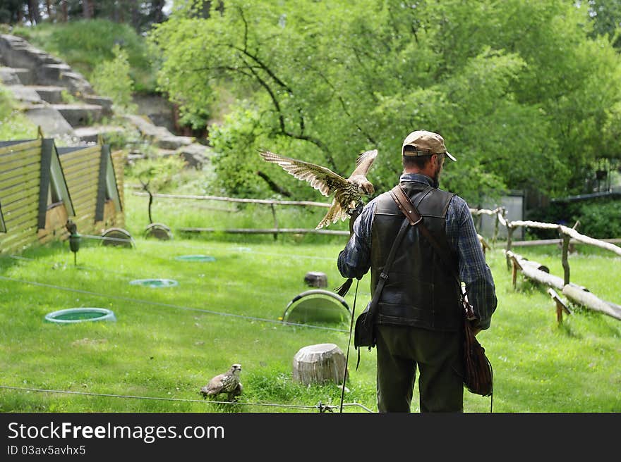 Falconer with Falcon,falco cherrug .