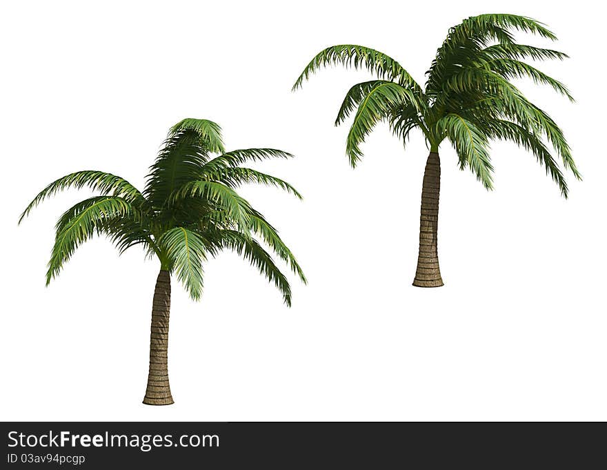 Coconut palms