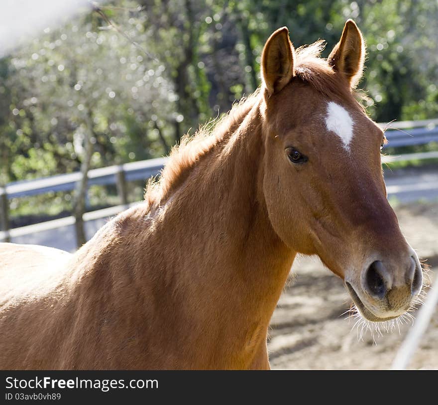 Close up of a beautiful horse