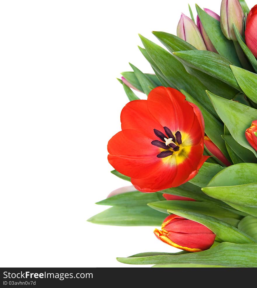 Bouquet of tulips isolated on white background