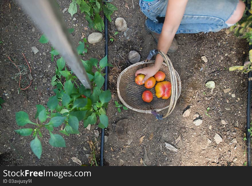 A hand putting a tomato into a basket on a farm. A hand putting a tomato into a basket on a farm.