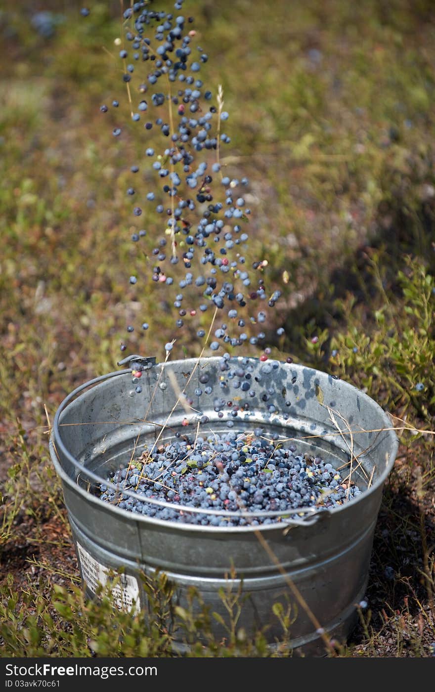 Raking blueberries on a farm in Maine.