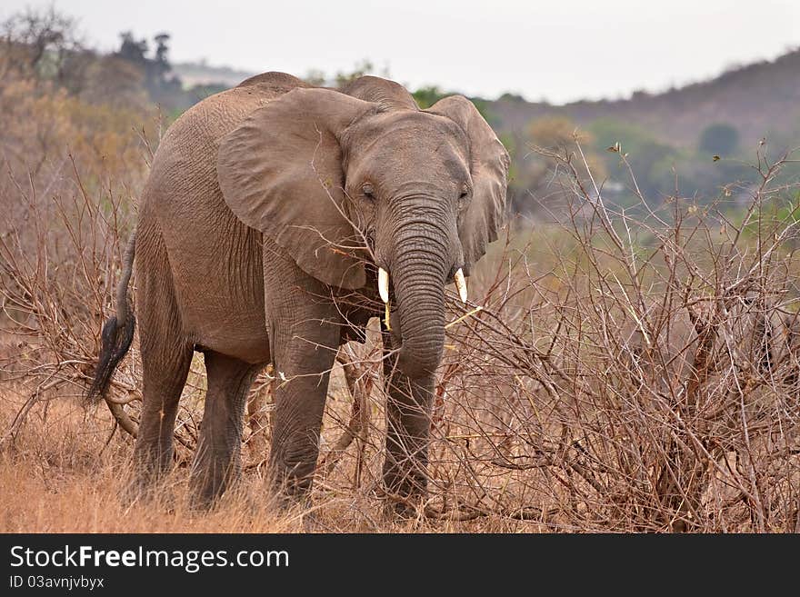 African elephant in Kruger National Park, South Africa