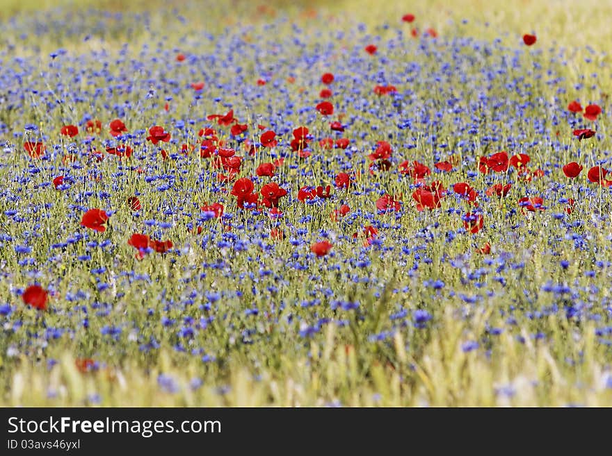 Close up on red  poppies and cornflowers. Close up on red  poppies and cornflowers