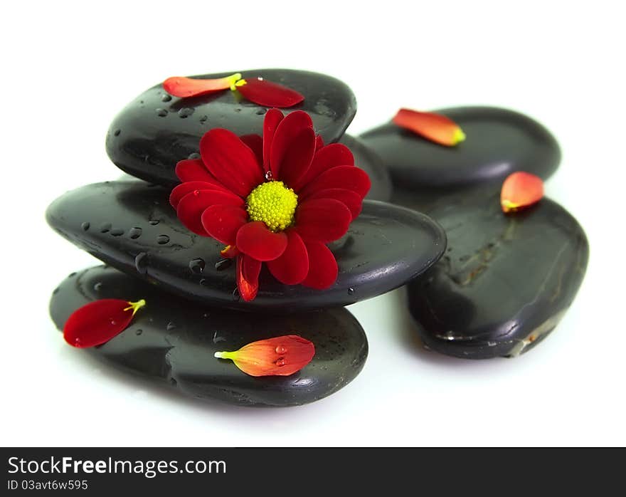 Chrysanthemum petals on stones