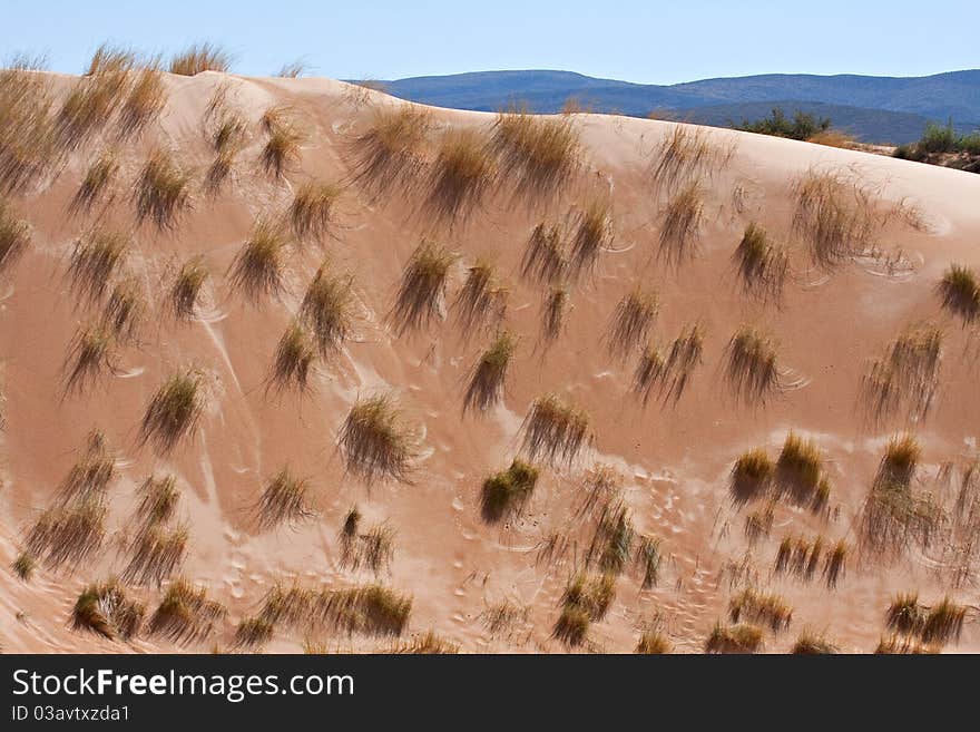 Desert Dune Grass