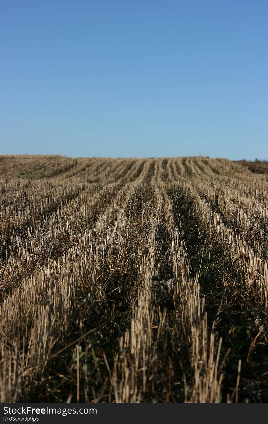 Rows of straws in stubble field. Rows of straws in stubble field