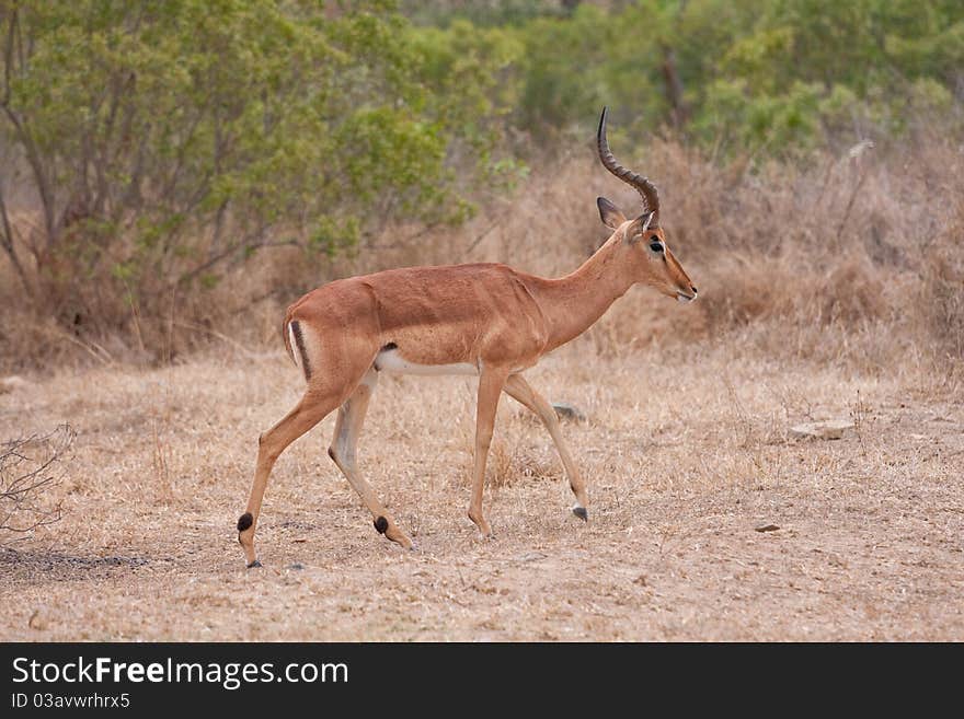 Impala antelope