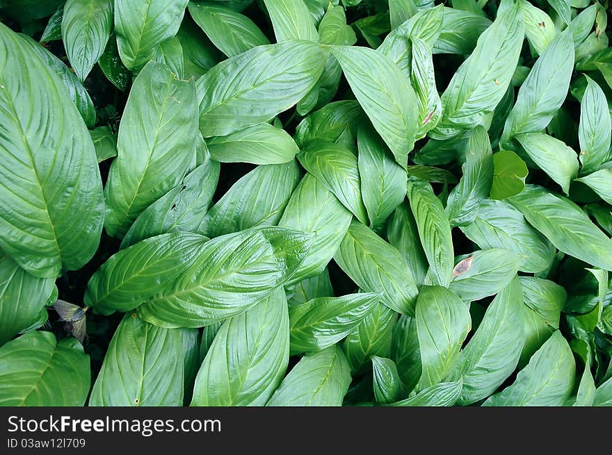 Green leaf background