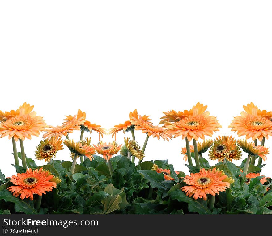 A cluster of gerbera and white background