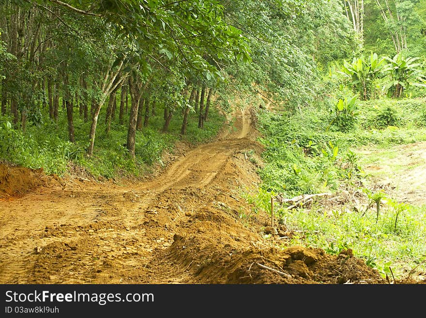 Off-road travel in rubber plantation. Off-road travel in rubber plantation