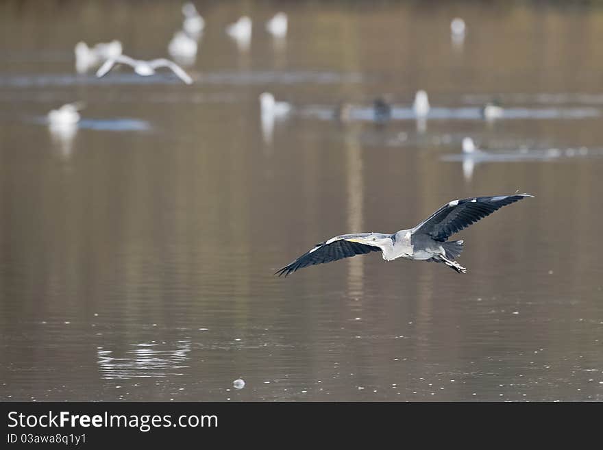 A Heron searching for fish at the Heronry. A Heron searching for fish at the Heronry