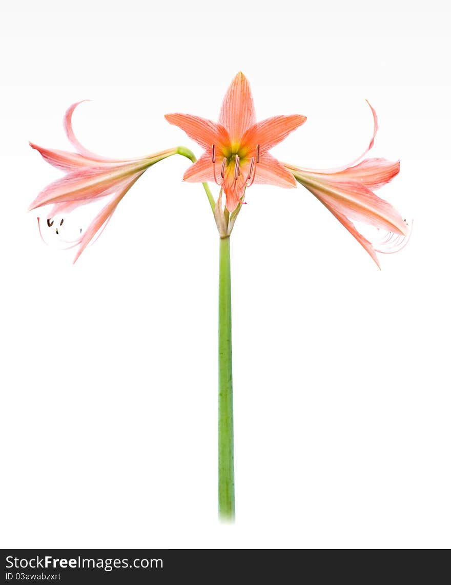 Orange star lily on white background with high key photograph technical