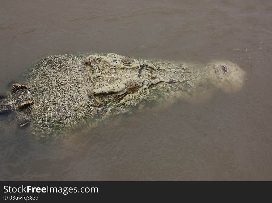 Pigmented crocodile head