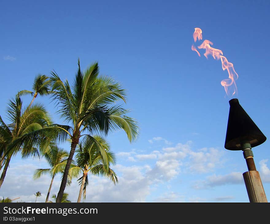 Palm trees and fire