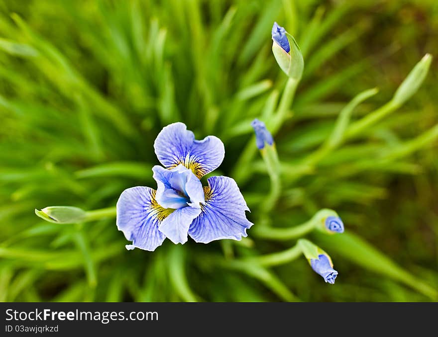 Violet flower against a green grass. Violet flower against a green grass