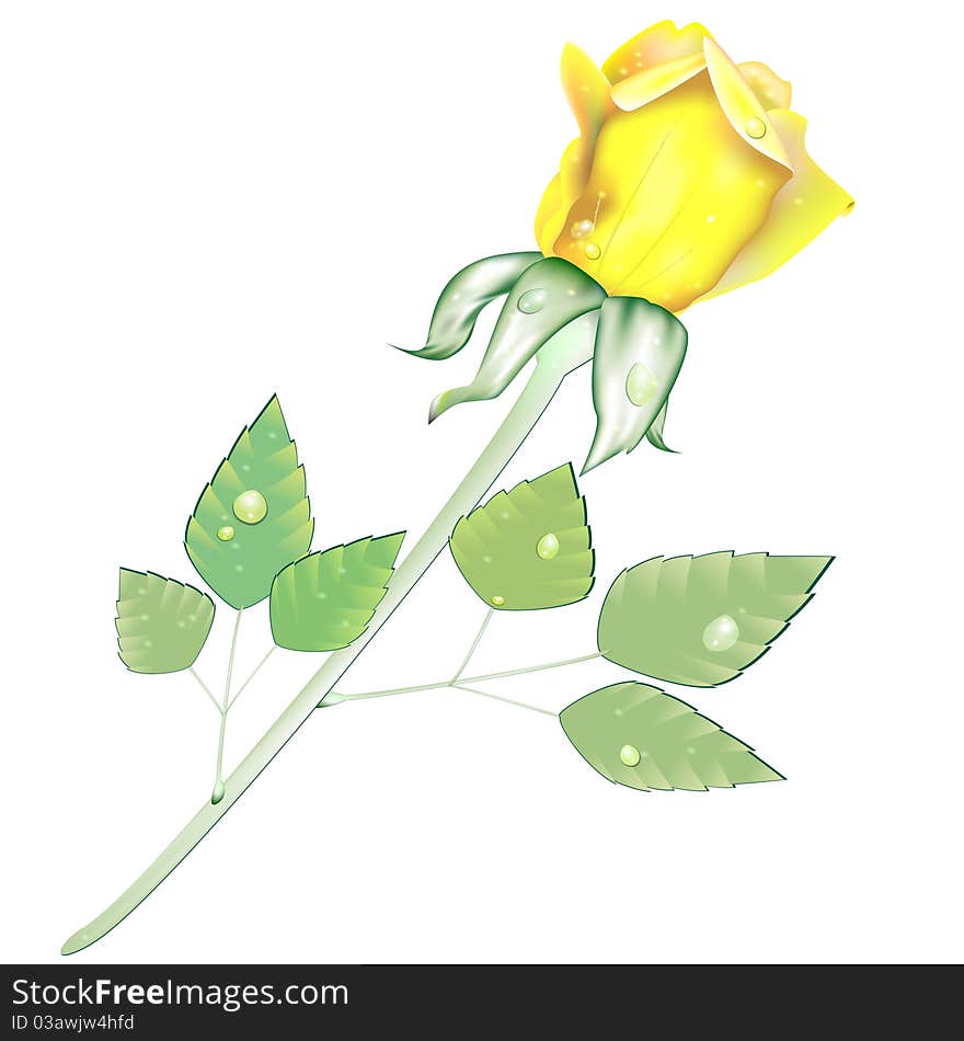 Isolated yellow rose