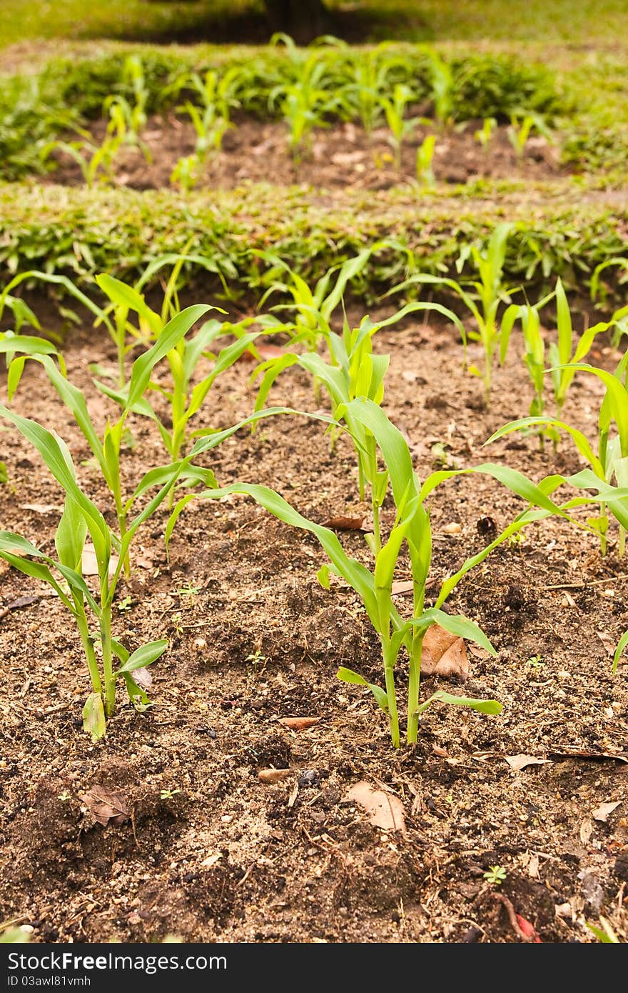 Young corn in a small plant. Young corn in a small plant