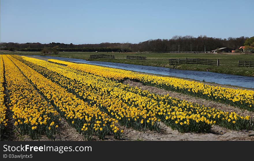 Spring in the flower fields in Holland