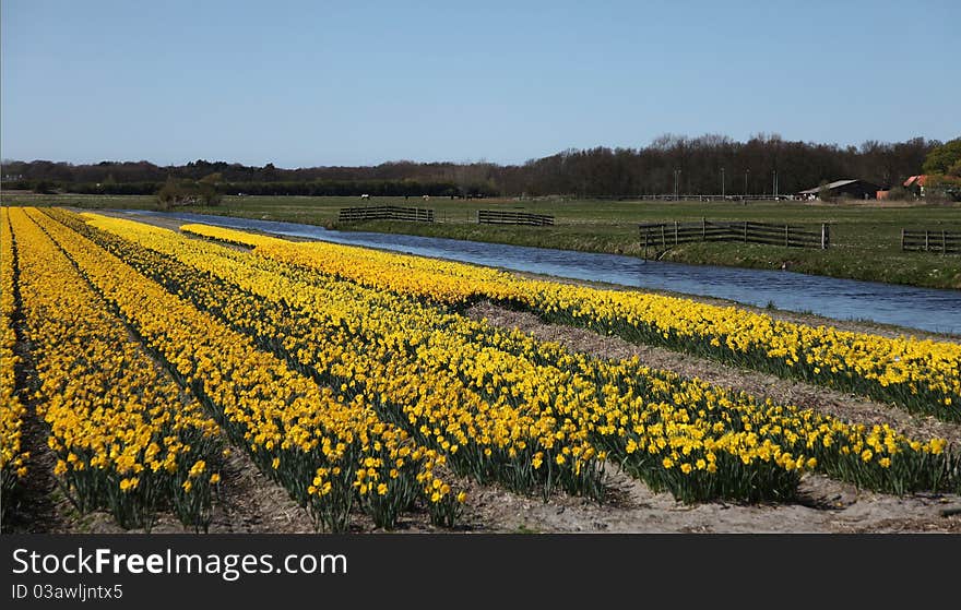 Flower fields in Holland