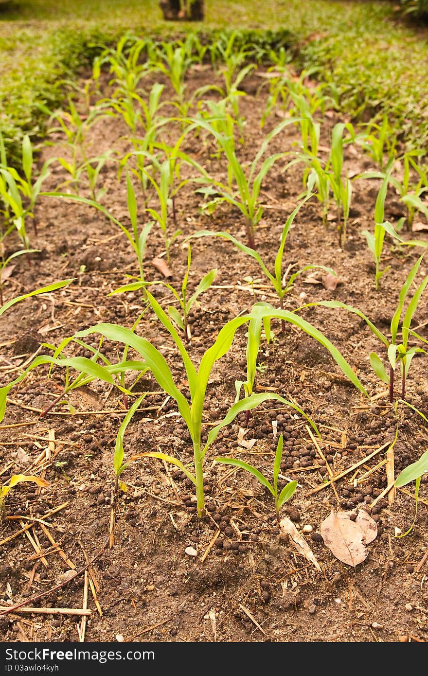 Young corn in a small plant. Young corn in a small plant