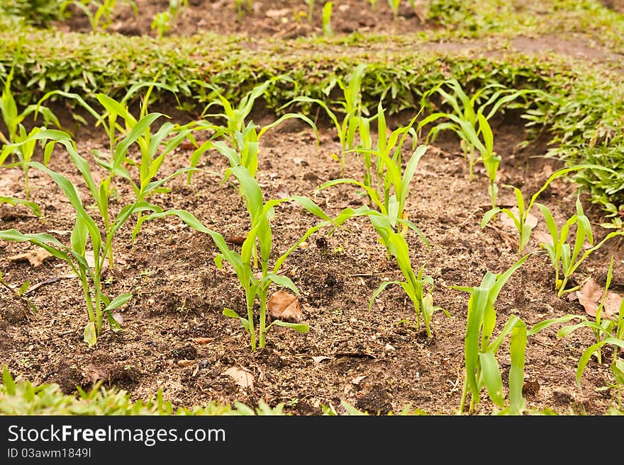 Young corn in a small plant. Young corn in a small plant