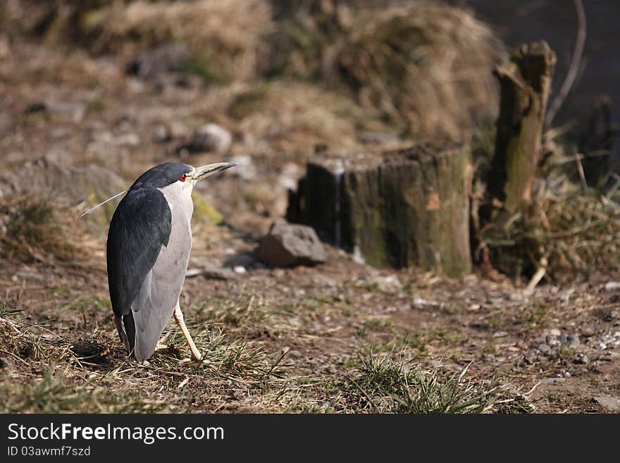 Night heron