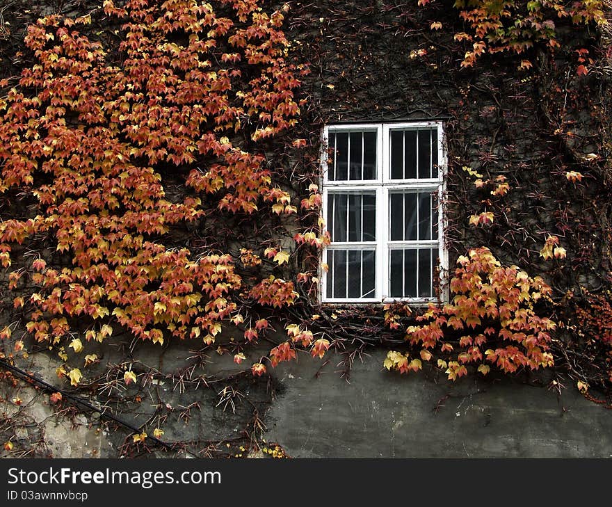 White window whit trellis and overgrown with vine