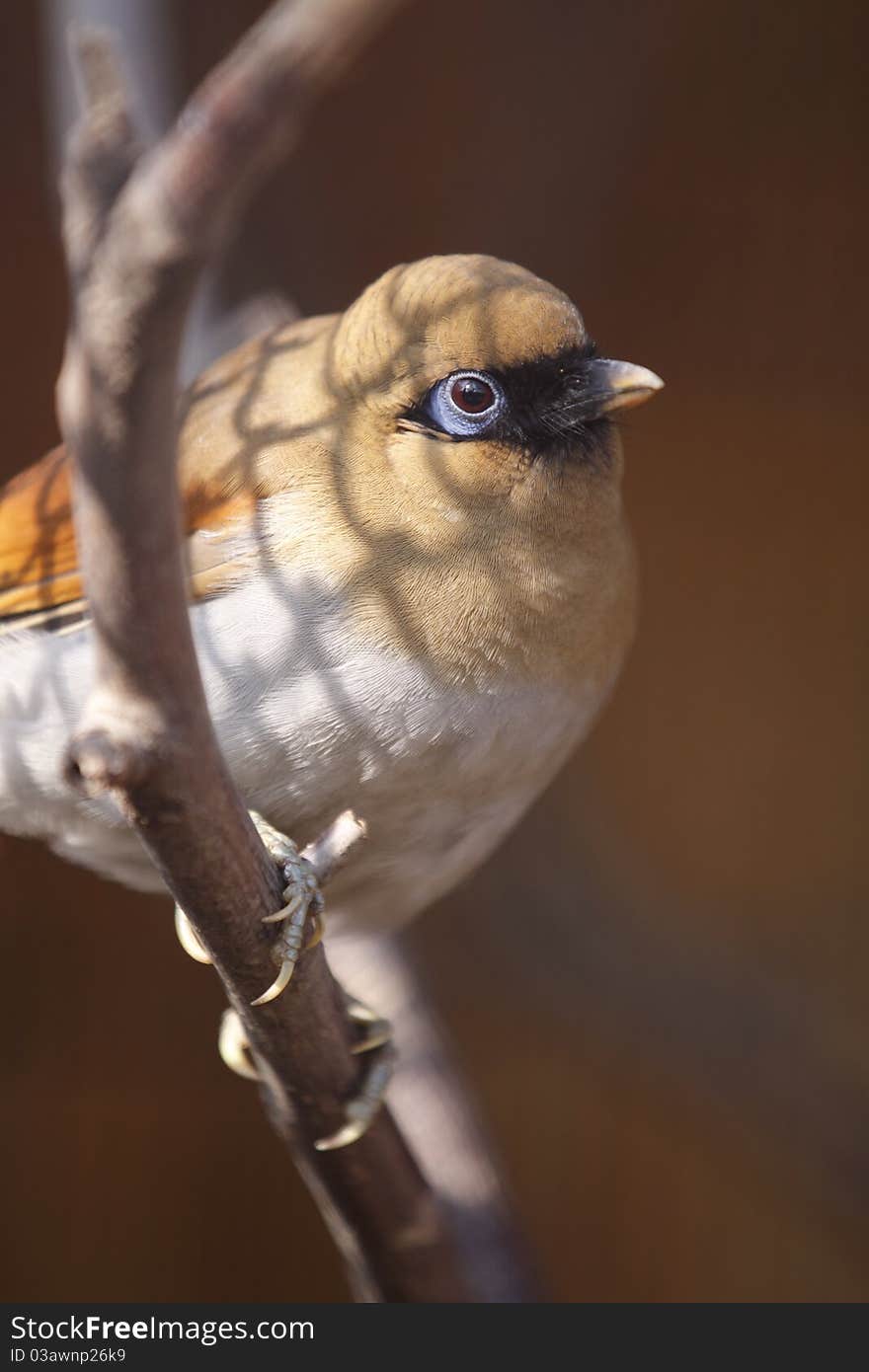 The chestnut-winged laughingthrush sitting on the branch.