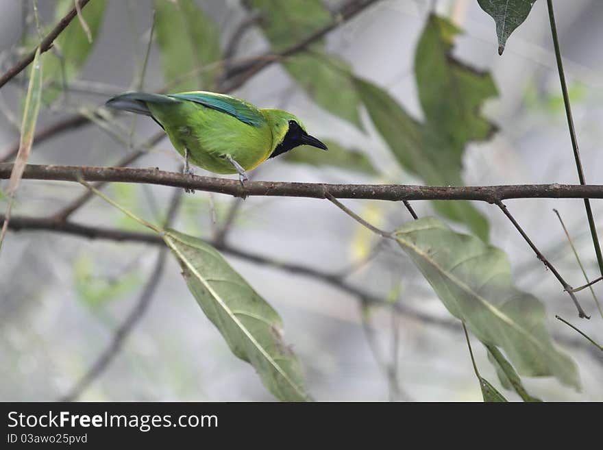 The blue-winged leafbird (Chloropsis cochinchinensis) sitting on the tree branch.