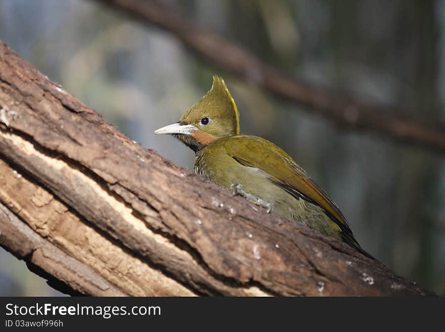 The greater yellownape on the wood trunk.