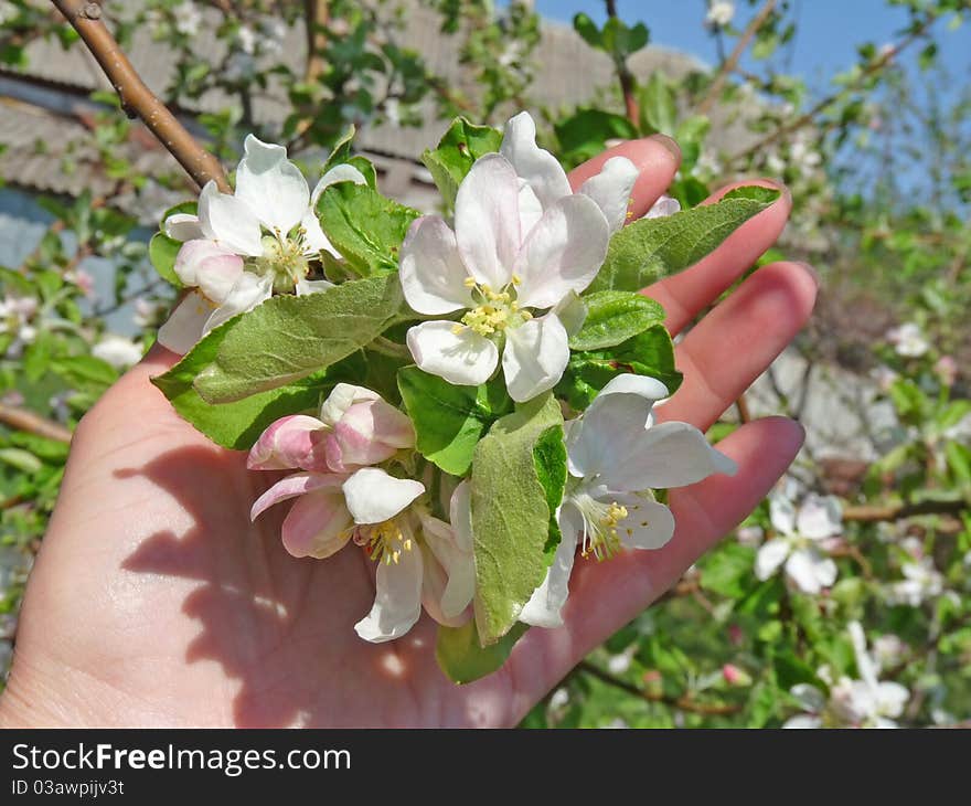 Sprig Of Apple Blossom