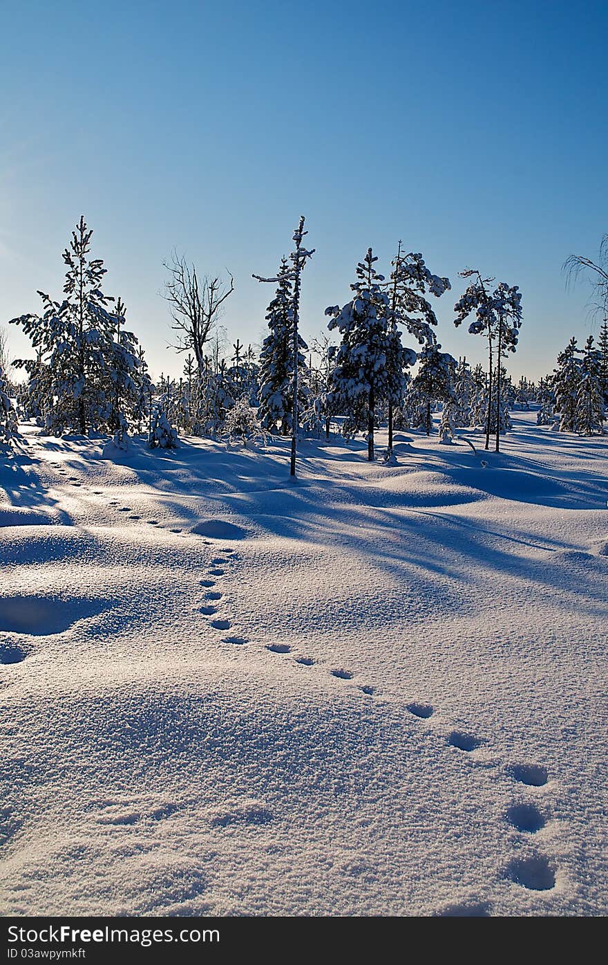 Fox tracks in pristine snow. Fox tracks in pristine snow.