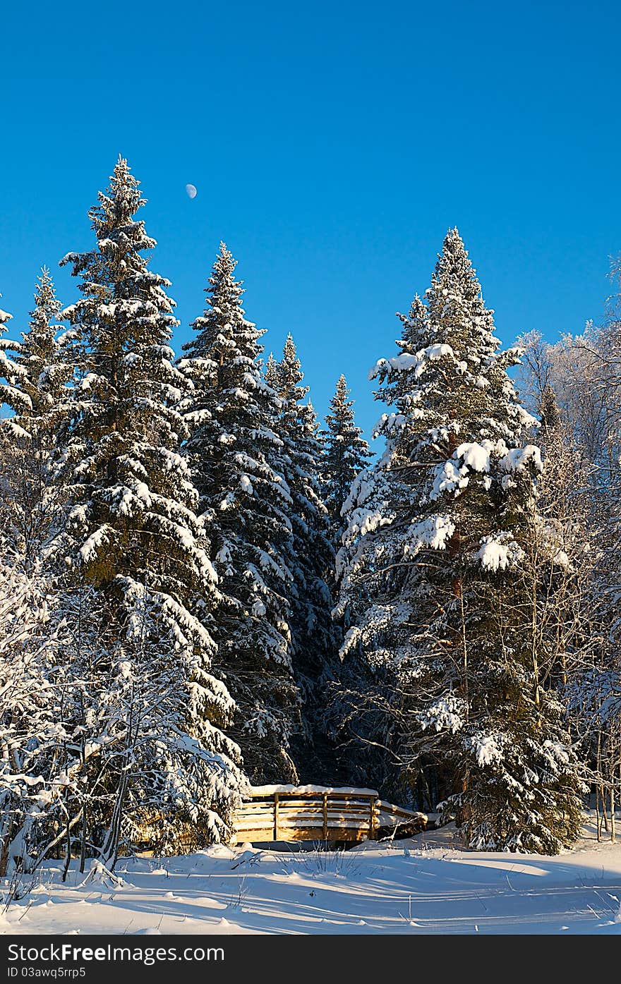 Snowy trees in a low winter sunset.