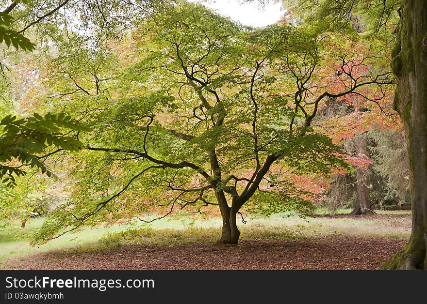 Trees in the Autumn at Westonbirt Arboretum, UK