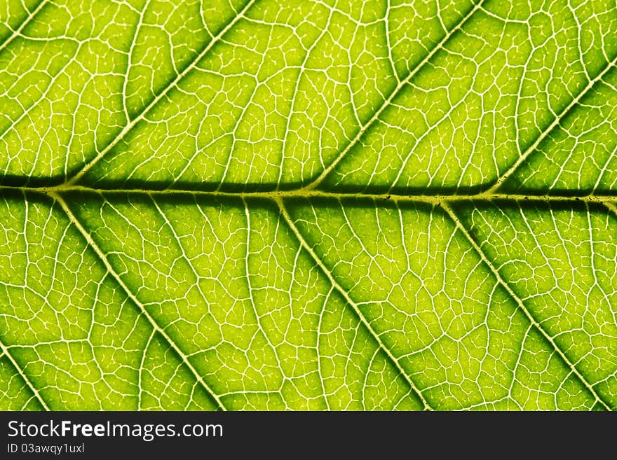 Green leaf with visible veins texture