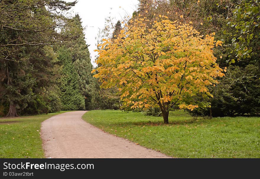 Trees in the Autumn at Westonbirt Arboretum, UK