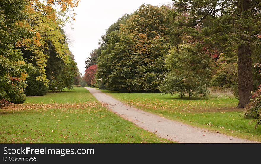 Trees in the Autumn at Westonbirt Arboretum, UK