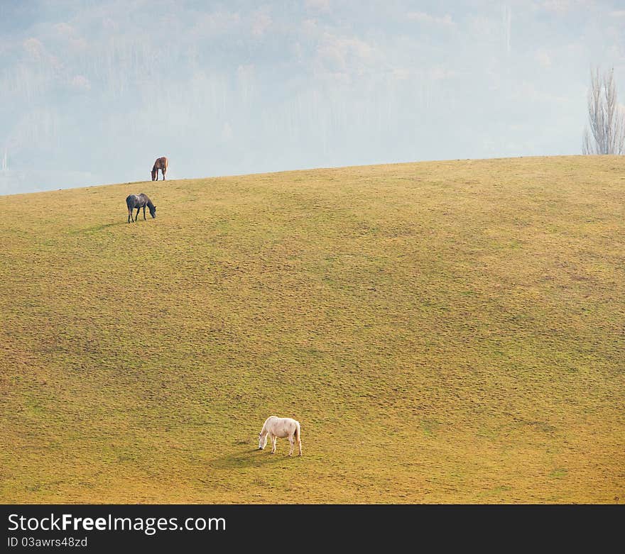 Pasture in mountains and a horse, spring day, a landscape. Pasture in mountains and a horse, spring day, a landscape