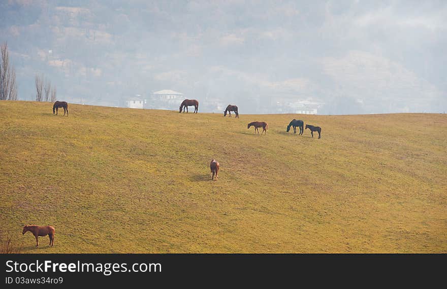 Horses on a pasture