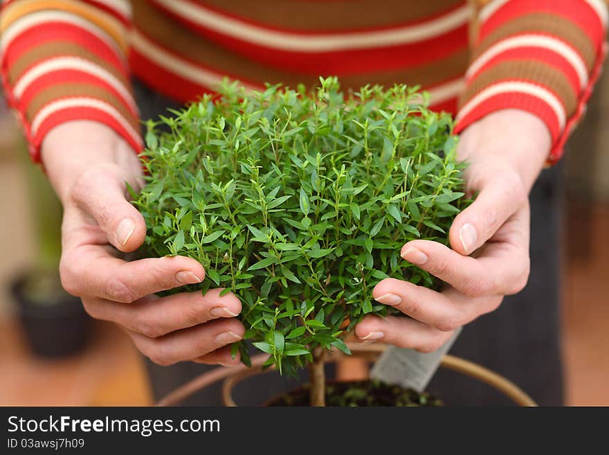 Plant in hands