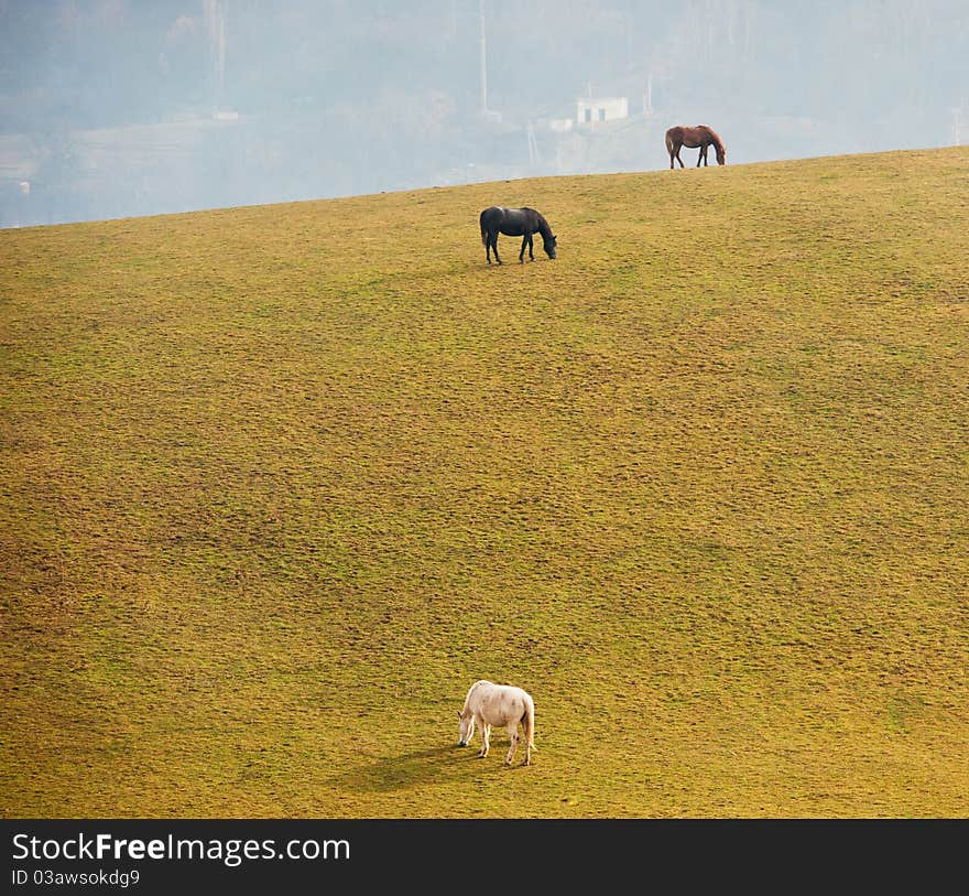 Pasture in mountains and a horse, spring day, a landscape. Pasture in mountains and a horse, spring day, a landscape