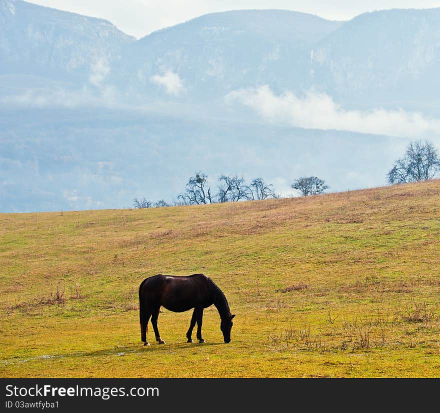 Horses On A Pasture