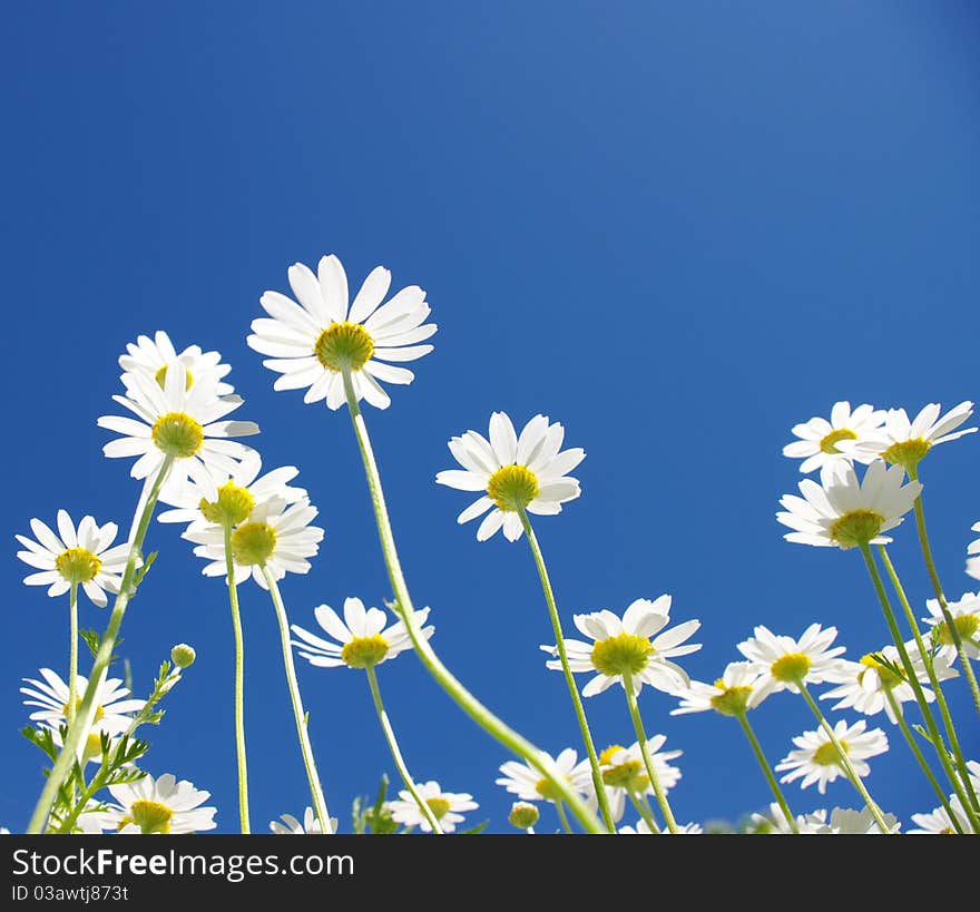 White daisies on blue sky background