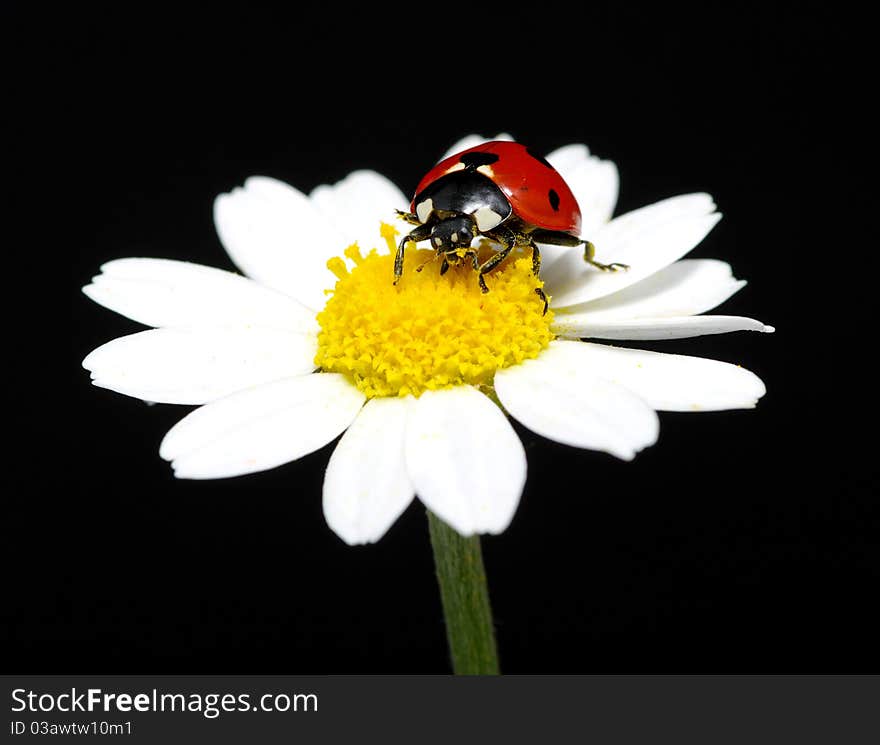 The ladybug sits on a flower petal