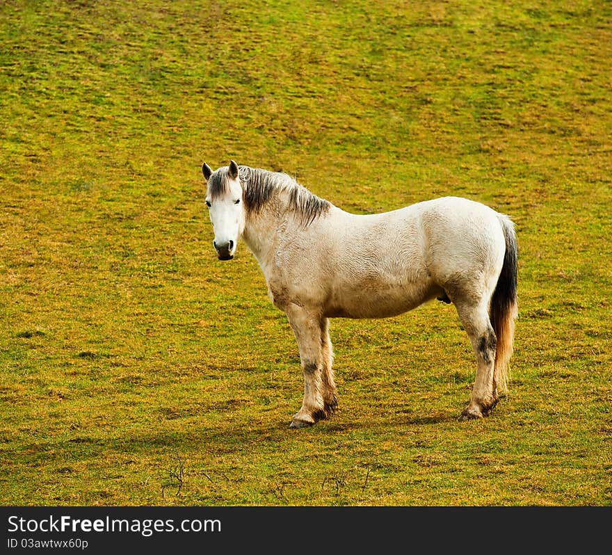 Pasture in mountains and a horse, spring day, a landscape. Pasture in mountains and a horse, spring day, a landscape