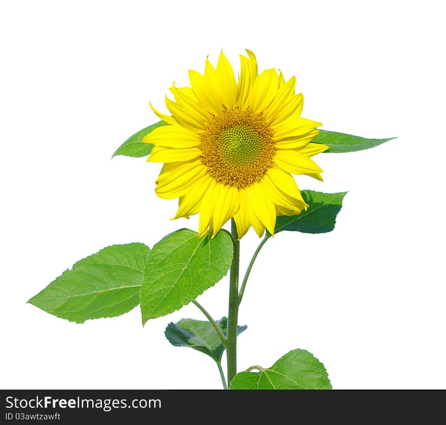 Yellow sunflower isolated on white