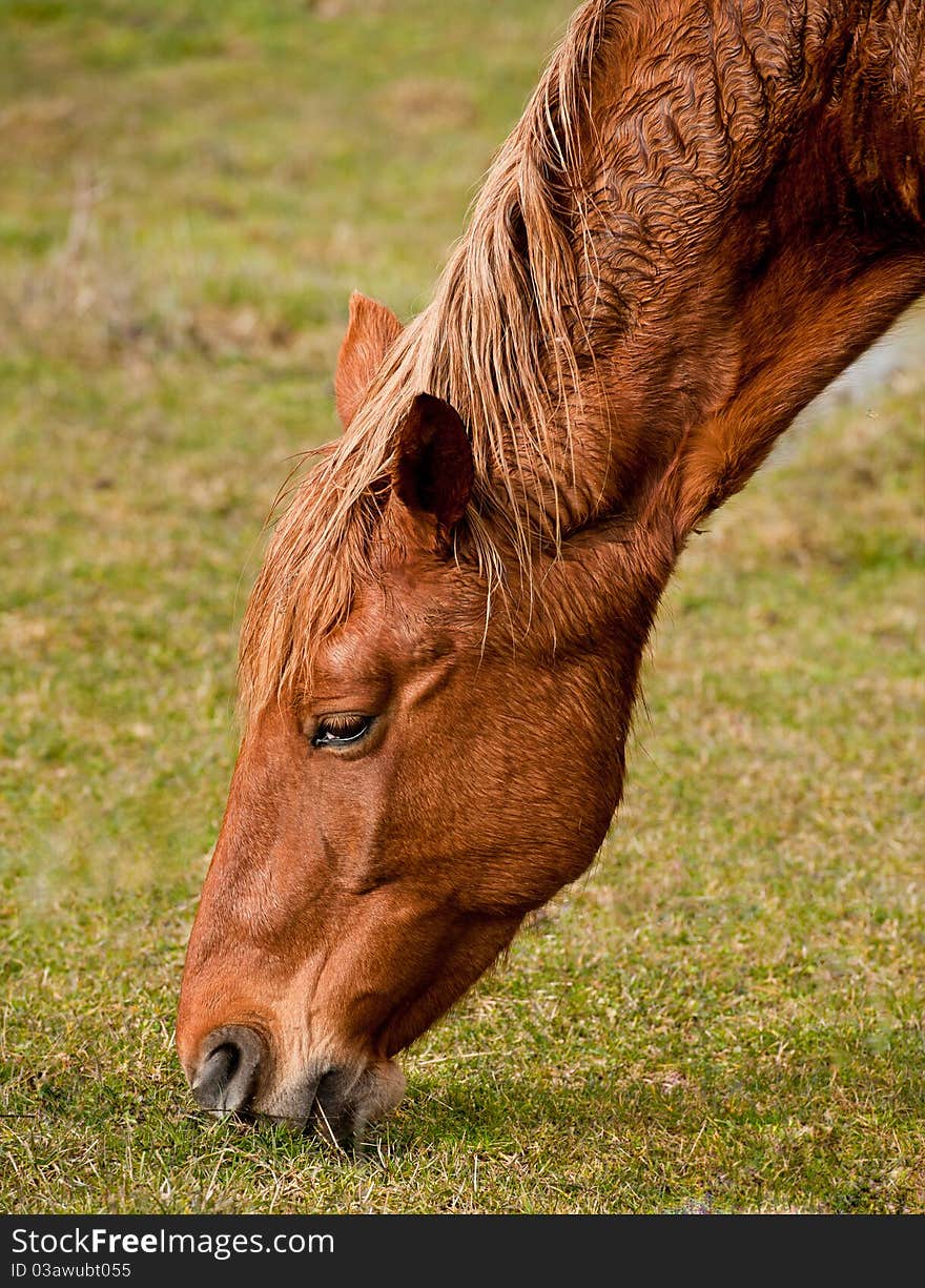 Horses on a pasture