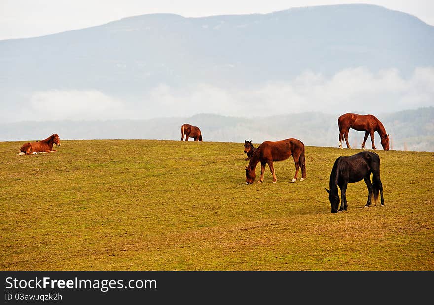 Horses On A Pasture