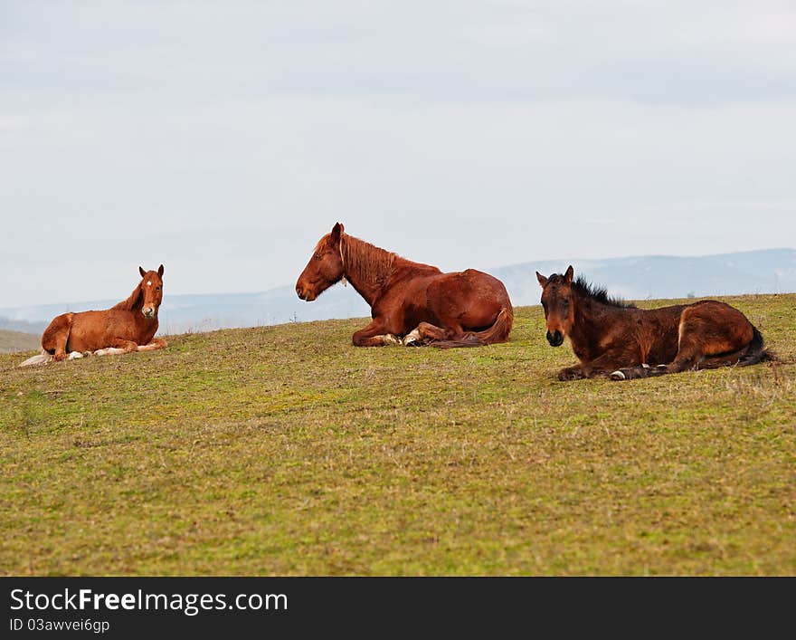 Horses on a pasture